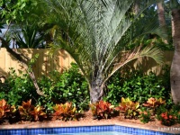 Palm tree by pool